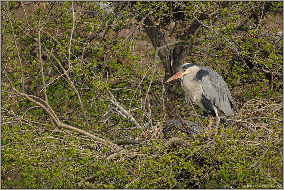 in der Brutkolonie... Graureiher *Ardea cinerea*