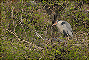 in der Brutkolonie... Graureiher *Ardea cinerea*