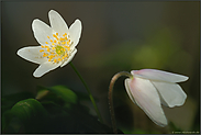 dem Licht entgegen... Buschwindröschen *Anemone nemorosa*