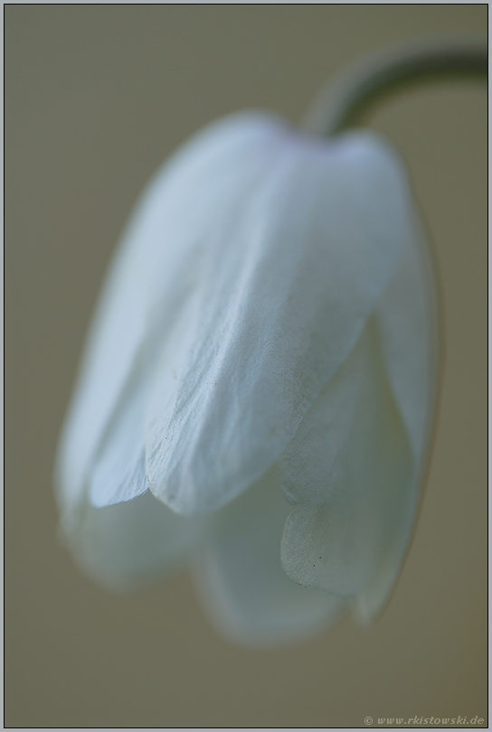 zart... Buschwindröschen *Anemone nemorosa*