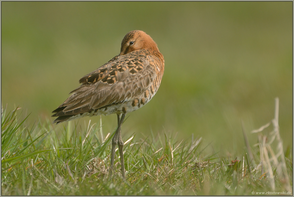 verträumt...  Uferschnepfe *Limosa limosa*