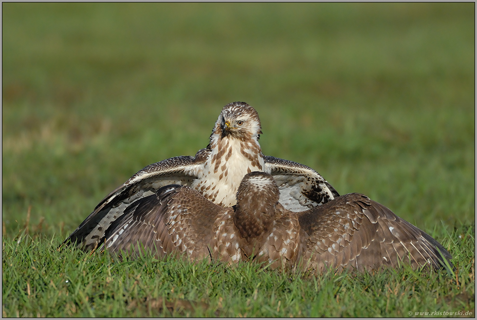scharfer Blick... Mäusebussard *Buteo buteo*