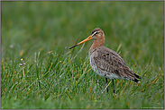 letztes Wochenende... Uferschnepfe *Limosa limosa*