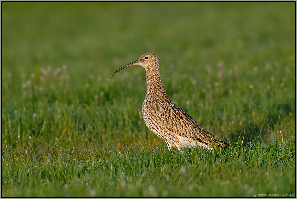 morgens auf der Wiese... Großer Brachvogel *Numenius arquata*