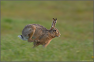 Speed... Feldhase *Lepus europaeus*