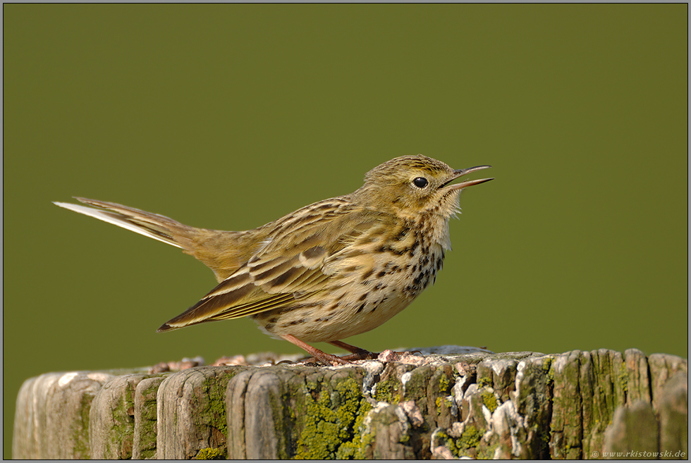 Wirtsvogel... Wiesenpieper *Anthus pratensis*