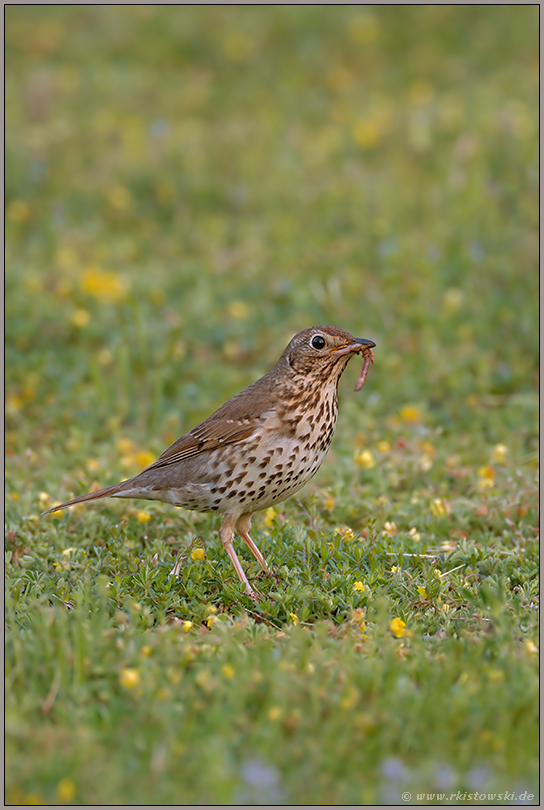 mit Beute... Singdrossel *Turdus philomelos*