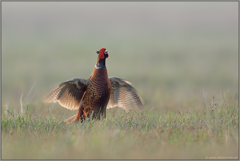 der Balzruf... Fasan *Phasianus colchicus*