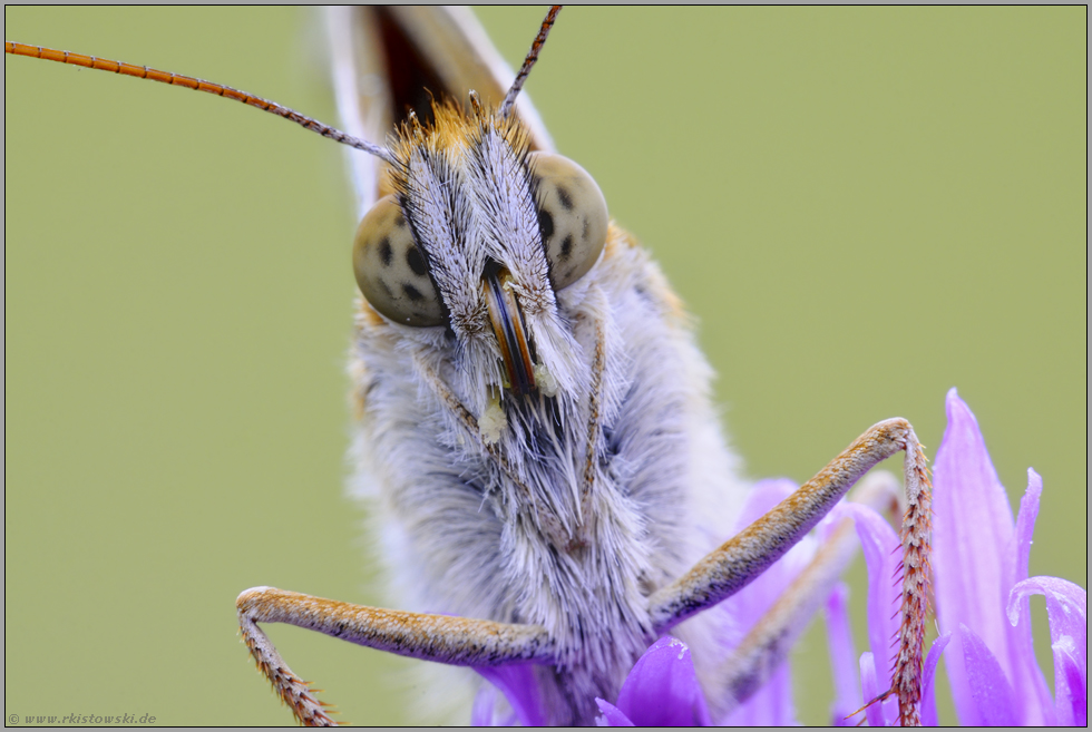 Leckerschlecker... Großer Perlmutterfalter *Argynnis aglaja*