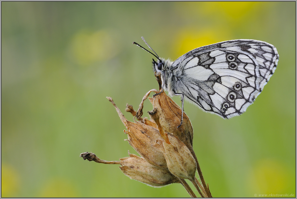 gerändert... Schachbrettfalter *Melanargia galathea*