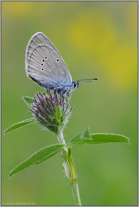 in zwei Generationen... Rotklee-Bläuling *Polyommatus semiargus*