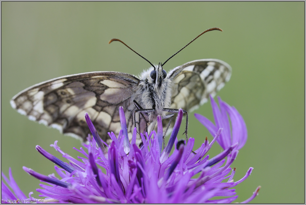 geöffnete Flügel... Schachbrettfalter *Melanargia galathea*