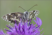 geöffnete Flügel... Schachbrettfalter *Melanargia galathea*