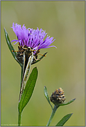 verborgen... Großer Perlmutterfalter *Argynnis aglaja*