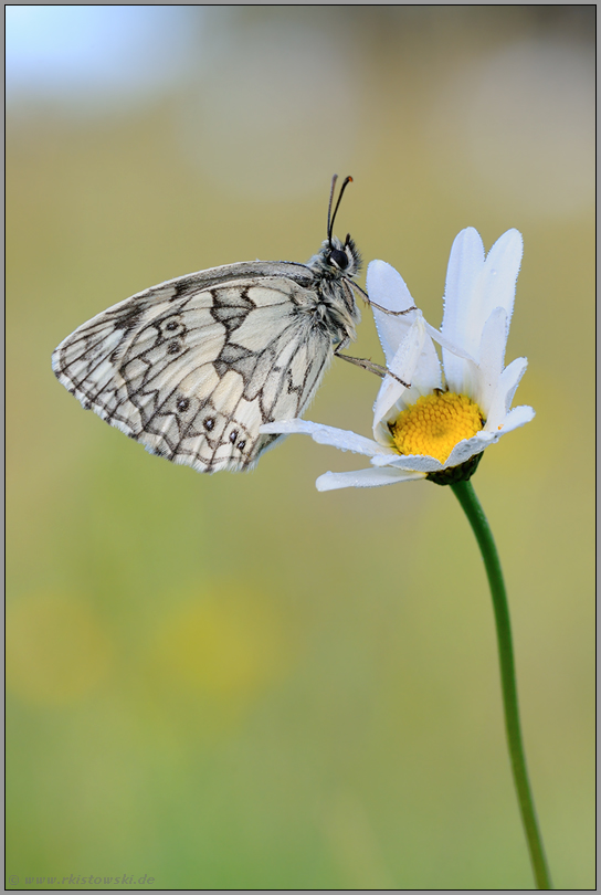 geruchsempfindlich... Schachbrettfalter *Melanargia galathea*