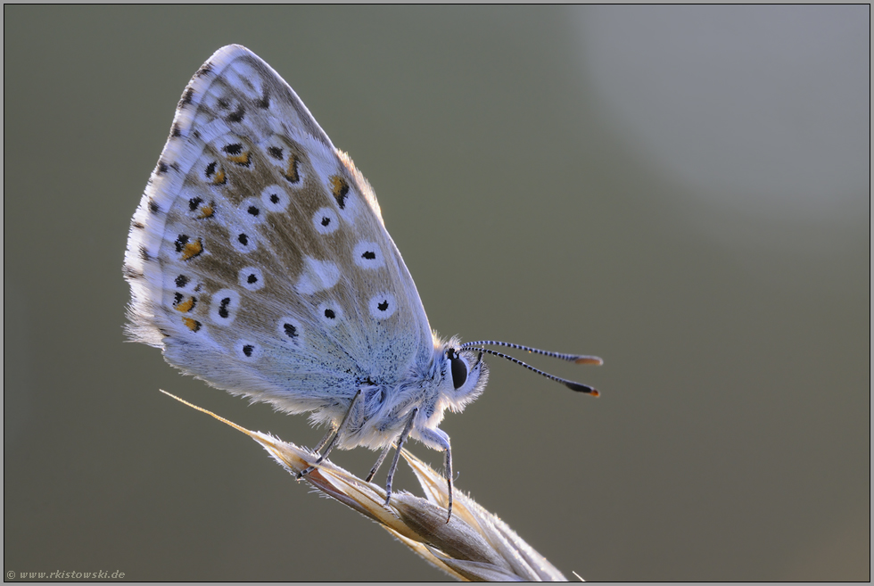 auf lichter Fläche... Silbergrüner Bläuling *Polyommatus coridon*