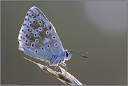 auf lichter Fläche... Silbergrüner Bläuling *Polyommatus coridon*