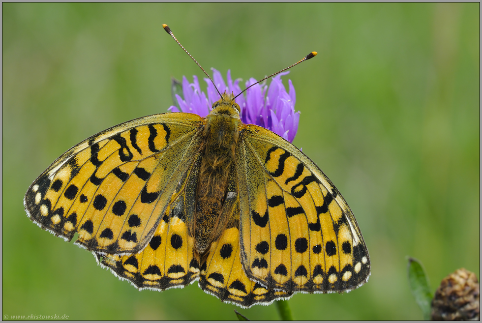 Verwechselungsgefahr... Großer Perlmutterfalter *Argynnis aglaja*