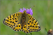 Verwechselungsgefahr... Großer Perlmutterfalter *Argynnis aglaja*