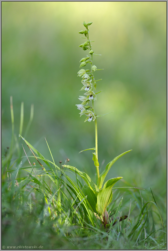 im Lichtspot... Müllers Stendelwurz *Epipactis muelleri*