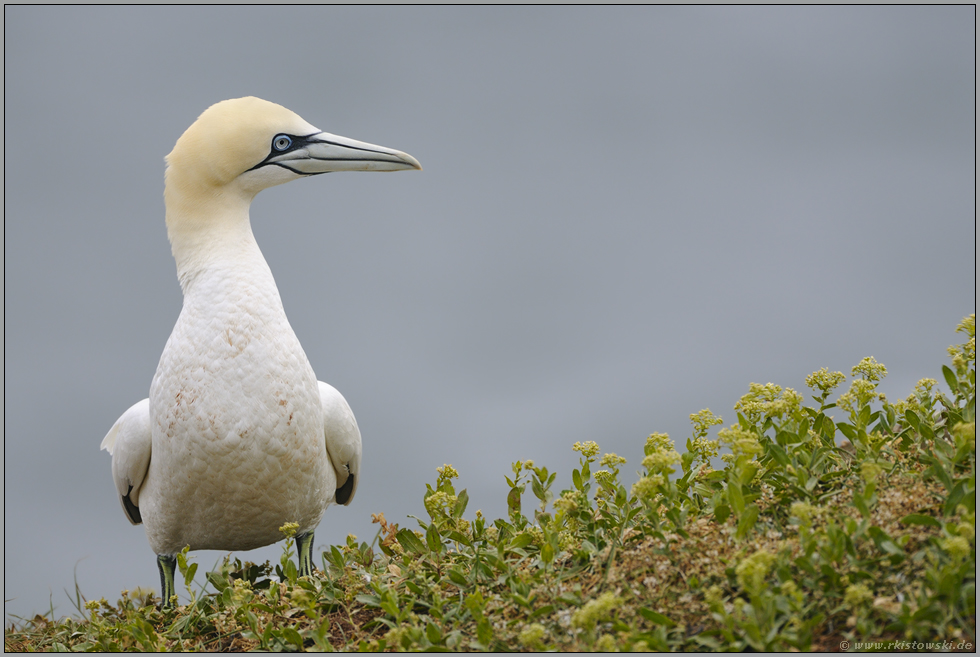 auf Helgoland... Basstölpel *Morus bassanus*