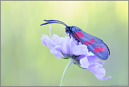 ein Nachtfalter... Sechsfleck-Widderchen *Zygaena filipendulae*