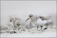 Strandläufer... Sanderling *Calidris alba*