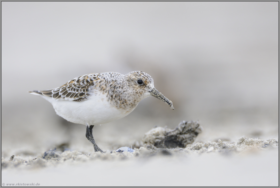 bei der Nahrungssuche... Sanderling *Calidris alba*