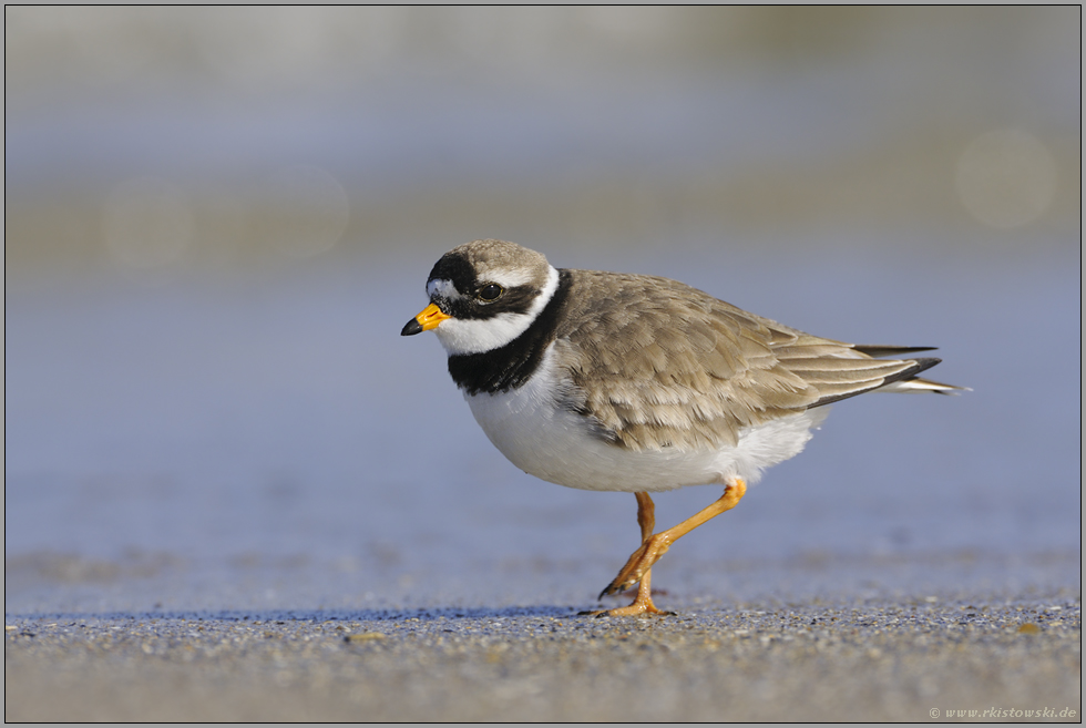 am Strand... Sandregenpfeifer *Charadrius hiaticula*