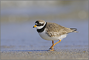 am Strand... Sandregenpfeifer *Charadrius hiaticula*