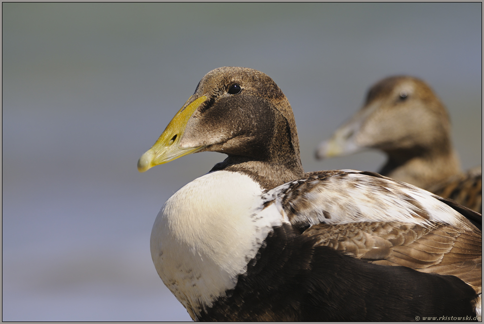 Jungvögel... Eiderente *Somateria mollissima*