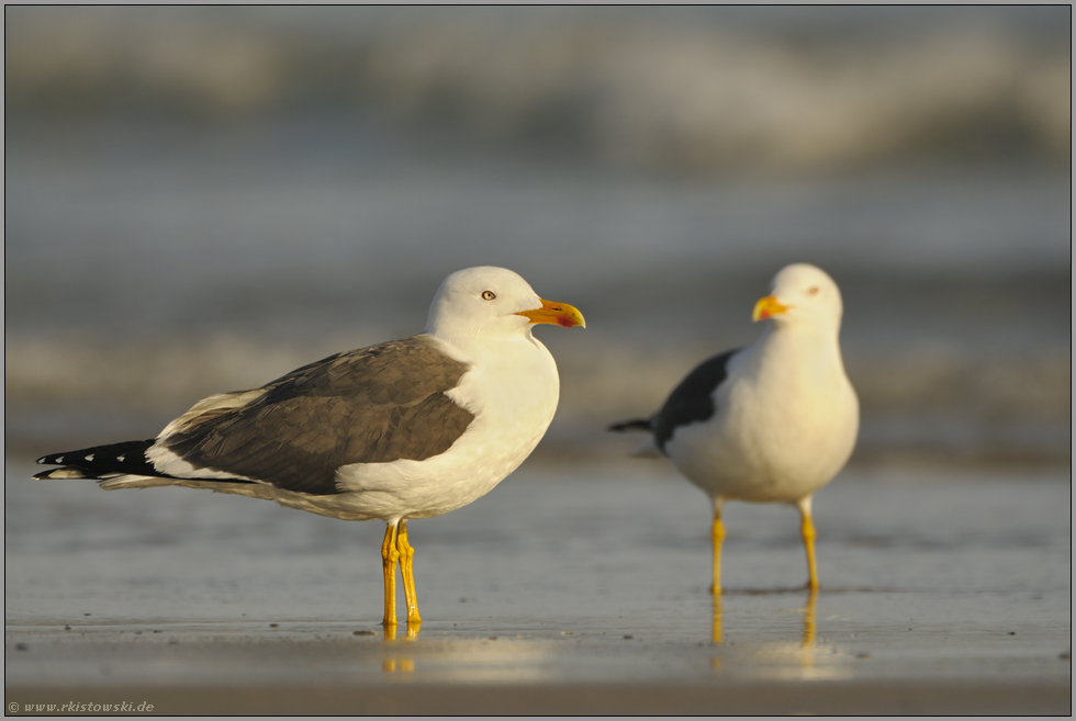 auf gelben Füßen... Heringsmöwe *Larus fuscus*