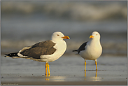 auf gelben Füßen... Heringsmöwe *Larus fuscus*