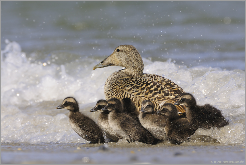 ab ins Wasser... Eiderente *Somateria mollissima*