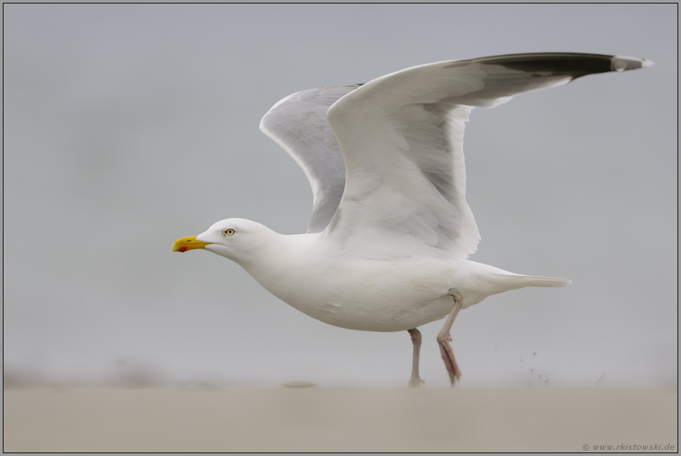 auf und davon... Silbermöwe *Larus argentatus*