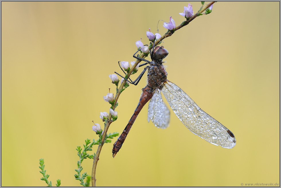 die Heide blüht... Blutrote Heidelibelle *Sympetrum sanguineum*