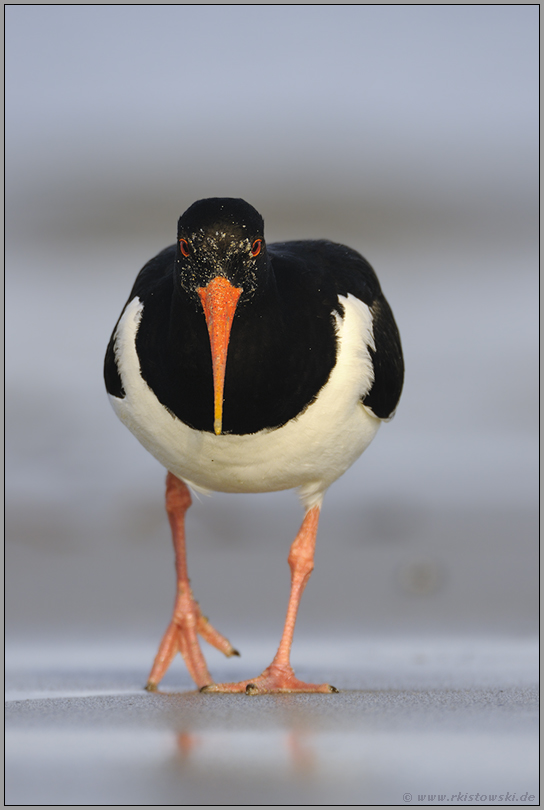 immer dieser Sand... Austernfischer *Haematopus ostralegus*