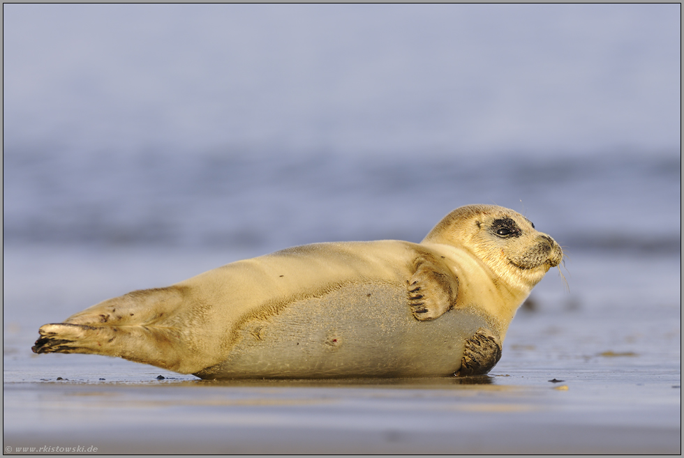 am Strand... Seehund *Phoca vitulina*