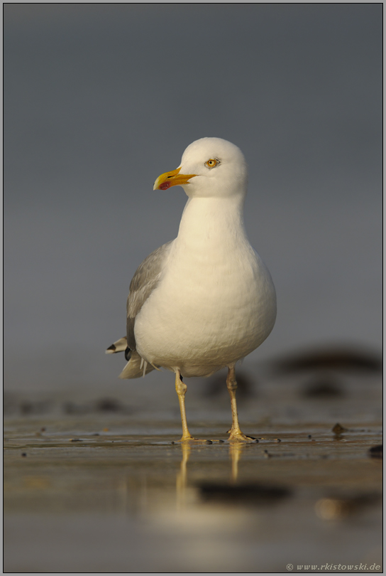 bei Ebbe... Mittelmeermöwe *Larus michahellis*