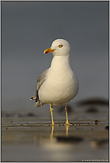 bei Ebbe... Silbermöwe *Larus argentatus*