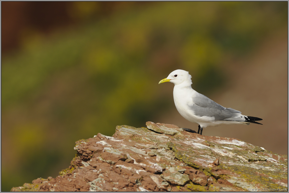 oben auf der Klippe... Dreizehenmöwe *Rissa tridactyla*