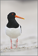 am Strand... Austernfischer *Haematopus ostralegus*