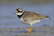 während der Brutzeit... Sandregenpfeifer *Charadrius hiaticula*