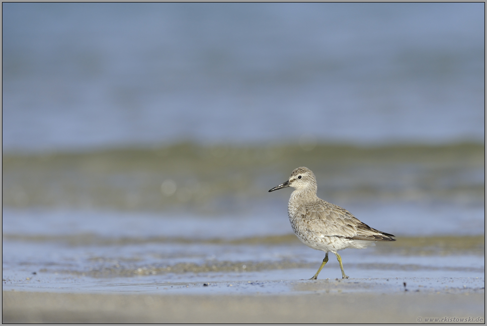 auf der Helgoländer Düne... Knutt *Calidris canutus*