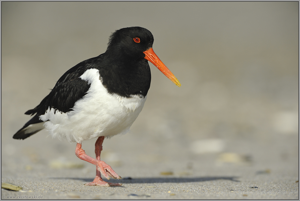 mit kräftigem Schnabel... Austernfischer *Haematopus ostralegus*