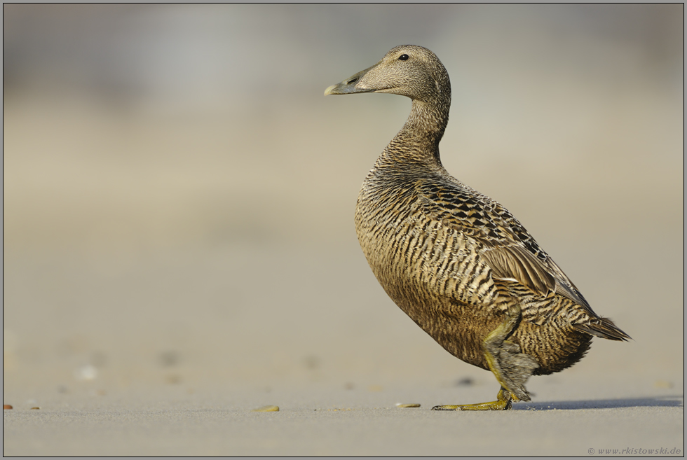 den Strand entlang... Eiderente *Somateria mollissima*