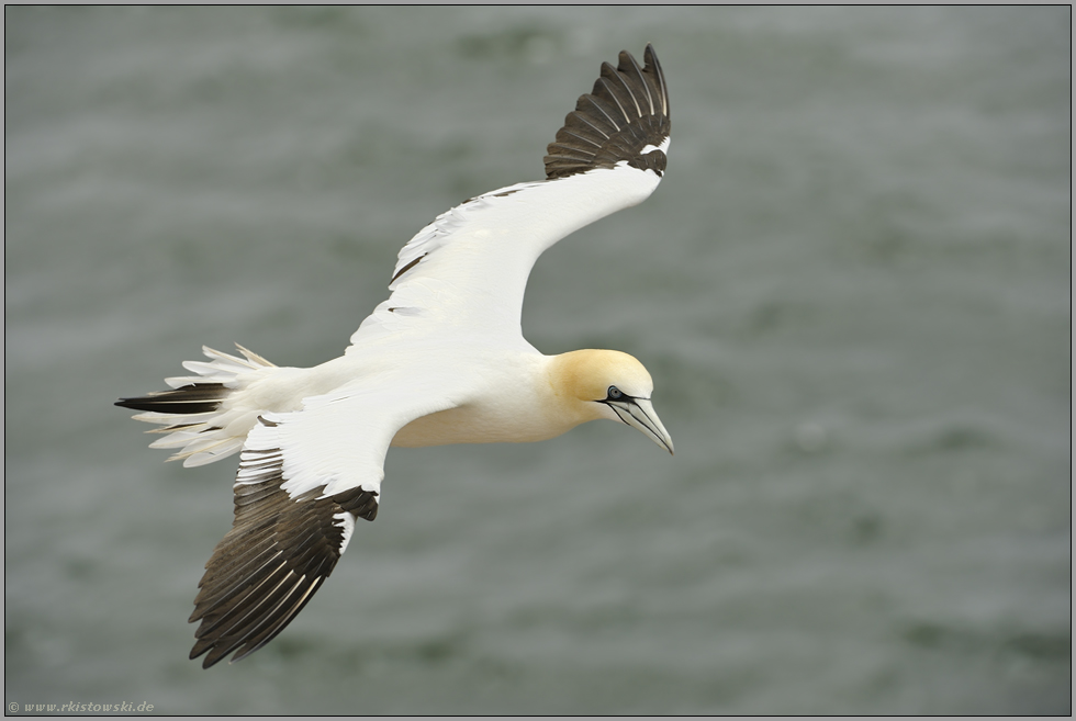 auf Helgoland...  Basstölpel *Morus bassanus*