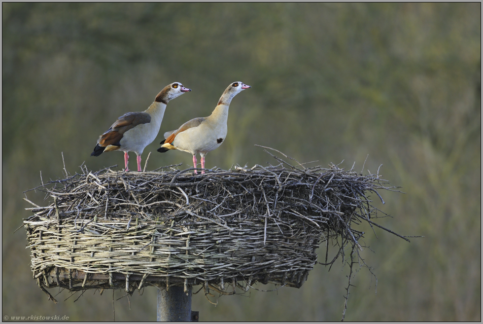 Größenwahn... Nilgänse *Alopochen aegyptiacus*