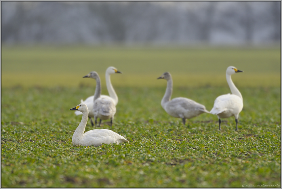 Wintergäste am Niederrhein... Zwergschwäne *Cygnus bewickii*