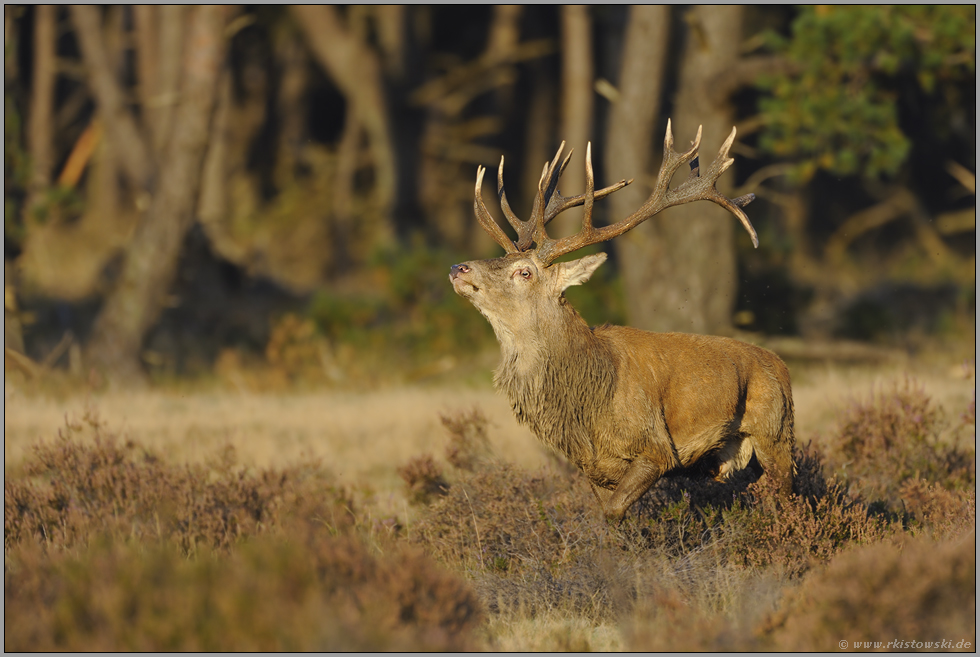 drohend... Rothirsch *Cervus elaphus*